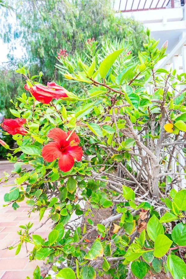 Apartment Vivienda Vacacional Rose Costa Teguise Spain